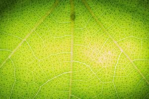 padrão de uma folha verde foto