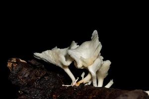 close-up de fungo branco