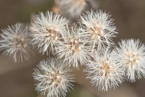 close-up de flor de grama foto