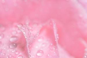 gotas de água nas pétalas de rosa foto