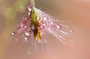 gotas de água em flores silvestres, fundo desfocado foto