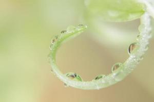 gotas de água em uma planta verde foto