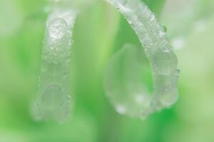 gotas de água em uma planta verde foto