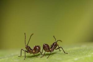 formigas marrons em uma folha foto