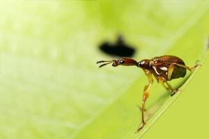 inseto curculionoidea em uma folha foto