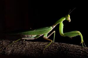 mantis verde em um galho foto