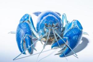 Destruidor de lagosta azul cherax em fundo branco foto