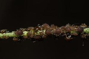 pulgões da ervilha macro, nome científico aphis craccivora koch foto