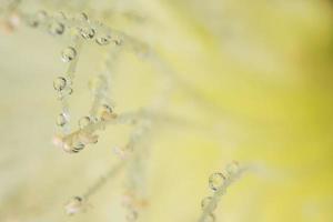 gotas de água nas pétalas da flor amarela foto