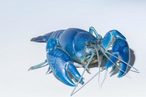 Destruidor de lagosta azul cherax em fundo branco foto