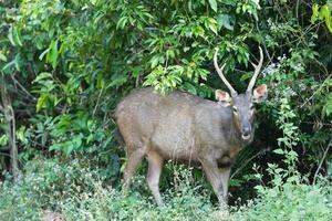 veado sambar no parque nacional khao yai foto