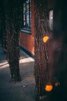 luzes em troncos de árvores foto