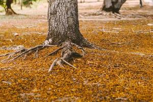 feche o fundo do outono do foco seletivo de uma floresta colorida com grandes raízes no solo e folhas colocadas no solo. cor, folha. foto
