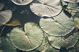 folhas de lótus verdes textura abstrata background.lotus folhas na vista superior da superfície da água em fundo de natureza ecológica foto