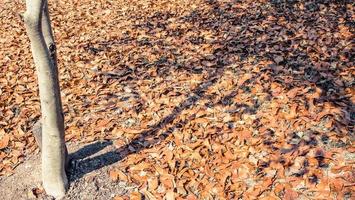 folhas de outono no chão foto