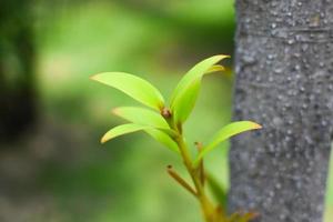 folhas verdes com luz solar suave pela manhã foto