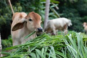 vaca comendo grama foto