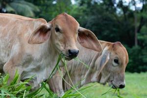 duas vacas comendo grama