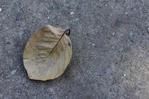 folha seca com fundo de cimento. foto