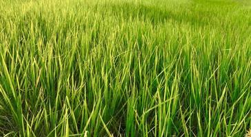 close-up de um campo de arroz