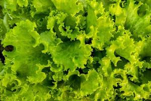 Salada verde fresca no jardim para o fundo foto