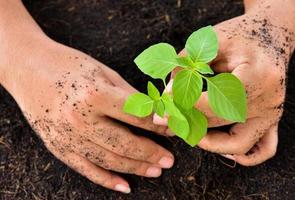 mãos de humanos segurando jovens plantando árvores foto