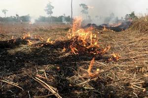 campo de grama seca em chamas foto