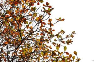 árvore de outono em um fundo branco foto