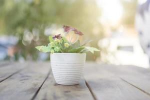 planta em vaso em uma mesa foto