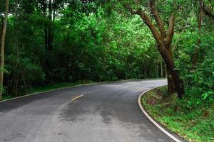 estrada através de uma floresta exuberante foto