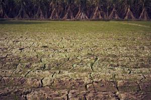 mudas de cana em uma fazenda foto