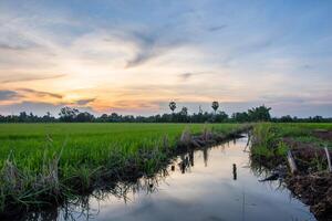 campos de arroz ao pôr do sol foto