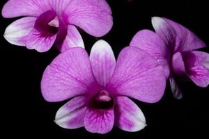 close up de orquídea rosa foto