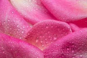 gotas de água em uma rosa rosa foto
