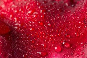 gotas de água em uma rosa vermelha foto