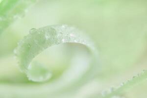 gotas de água nas pétalas da flor foto