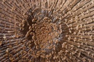 macro de superfície de cogumelo foto