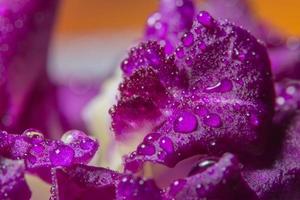 gotas de água nas pétalas roxas da orquídea foto
