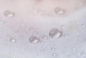 gotas de água em uma pétala de rosa rosa foto