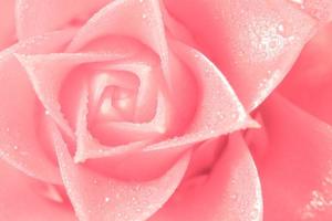 pétalas de flores rosa foto