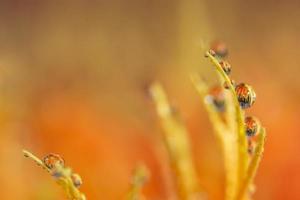 fundo com gotas de água nas pétalas da flor de laranjeira foto