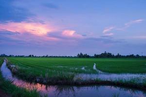 pôr do sol sobre o campo de arroz foto