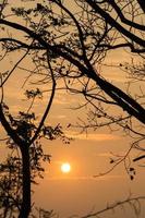 silhueta de árvores ao pôr do sol foto