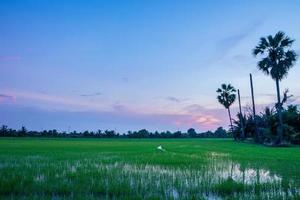 pôr do sol sobre o campo de arroz foto
