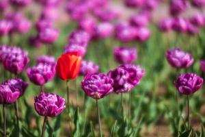 fundo de primavera de tulipas florescendo foto