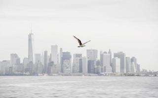 gaivota voando contra manhattan foto