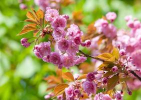 flores de cerejeira na primavera foto