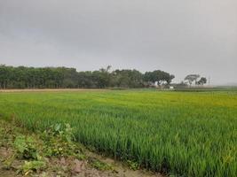 paisagem com belo campo de arroz da aldeia de kushtia, bangladesh, ásia. linda natureza. foto