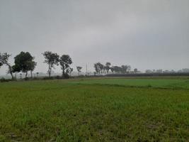 paisagem com belo campo de arroz da aldeia de kushtia, bangladesh, ásia. linda natureza. foto
