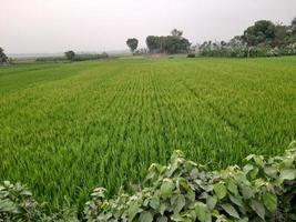 paisagem com belo campo de arroz da aldeia de kushtia, bangladesh, ásia. linda natureza. foto